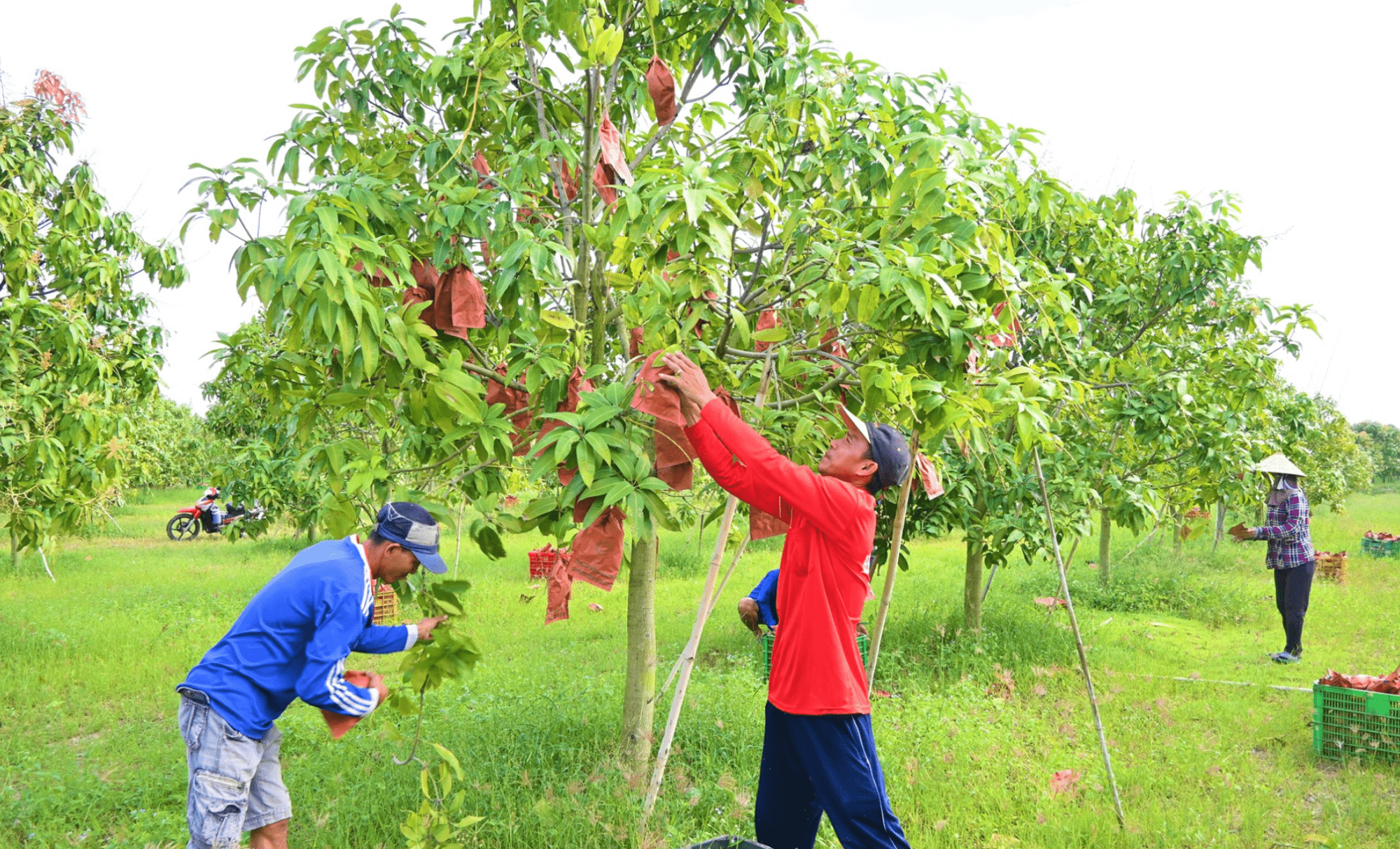 Cận cảnh nông dân ở biên giới An Giang thu hoạch mùa xoài đầu năm